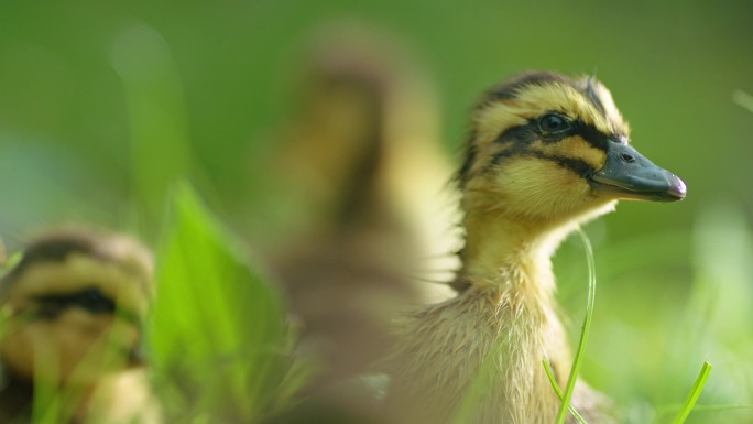 草丛中的小黄鸭