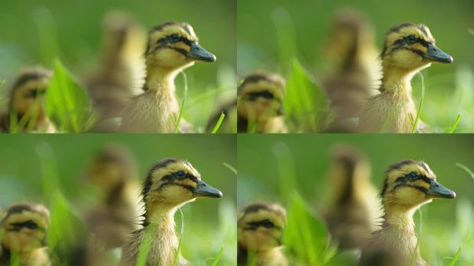 草丛中的小黄鸭