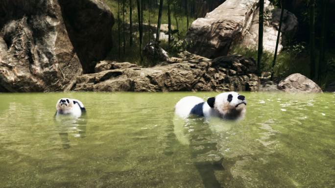 4k可爱大熊猫游泳