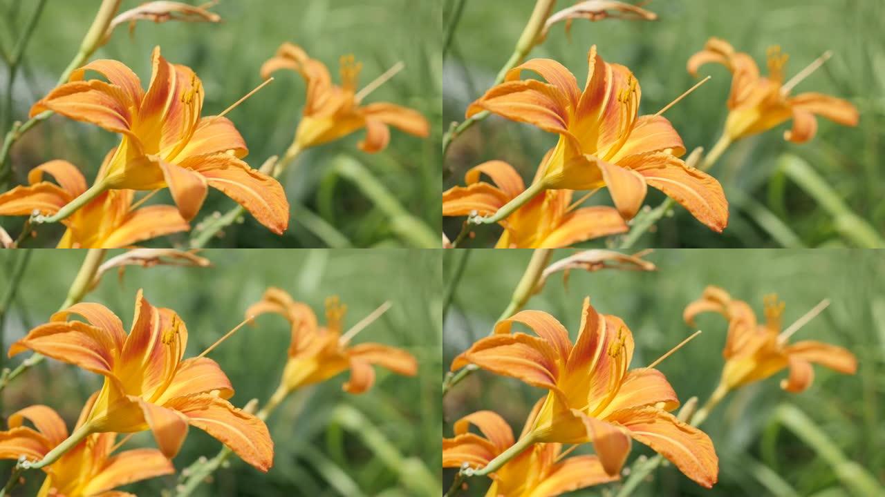 花园中的花Hemerocallis fulva老虎芽4K 2160p 30fps超高清镜头-橙色黄褐