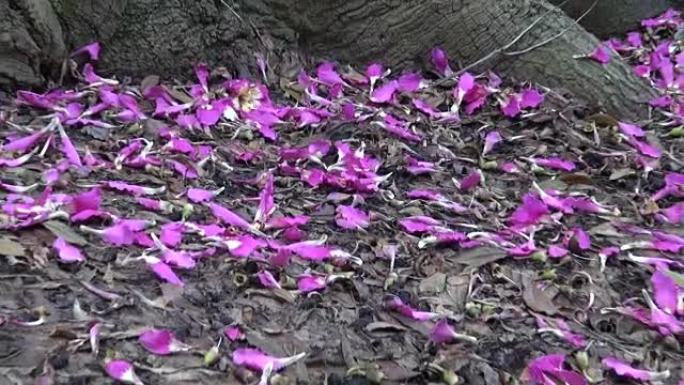 粉红色的牙线-根部在地面上的丝绸树花瓣
