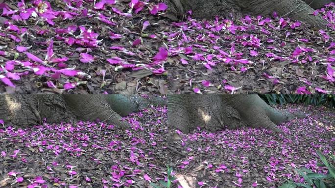 粉红色的牙线-根部在地面上的丝绸树花瓣