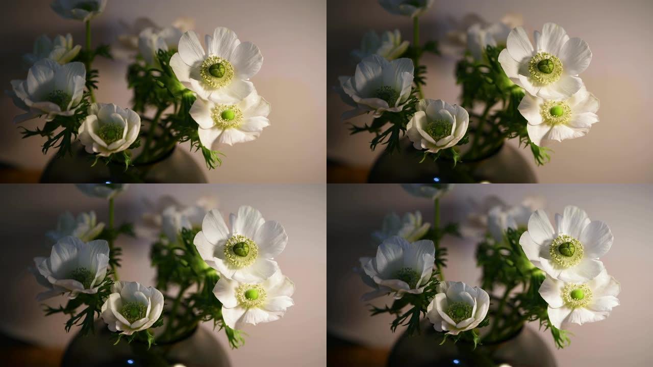花瓶中的白色海葵花