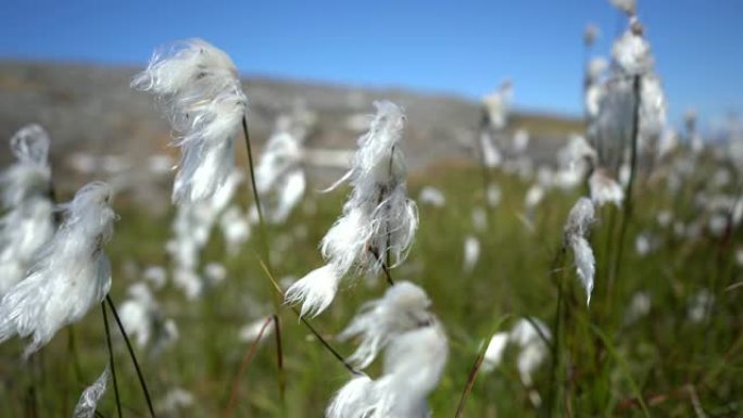北海海岸山谷充满了普通的棉草 (Eriophorum angustifolium) 或风吹拂的沼泽棉