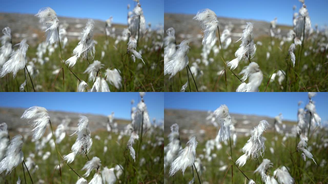 北海海岸山谷充满了普通的棉草 (Eriophorum angustifolium) 或风吹拂的沼泽棉