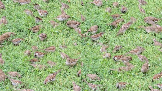春天那天，一群麻雀在绿草丛中跳跃
