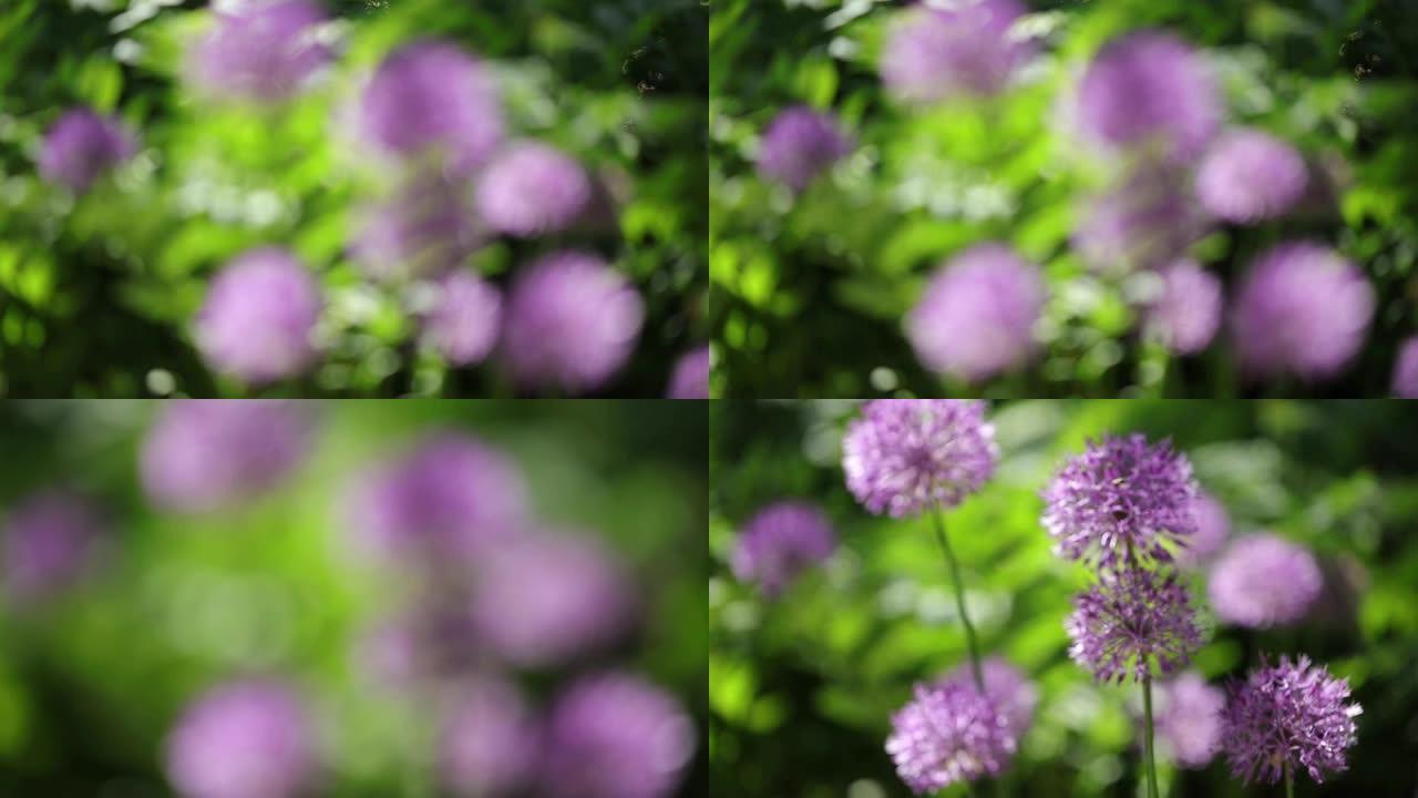 夏天阳光明媚的日子里，绿色草地上的花朵美丽的背景。带有紫色大球形伞的装饰葱属。