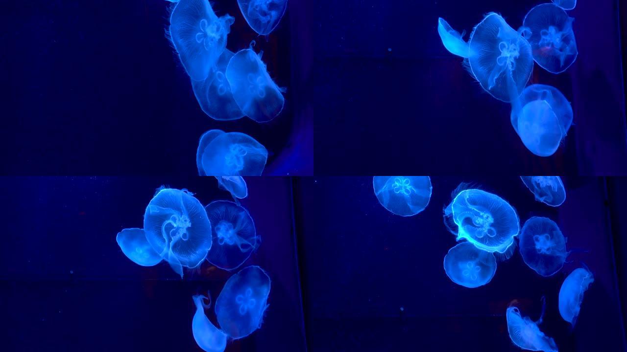 在水族馆游泳的荧光蓝色水母群