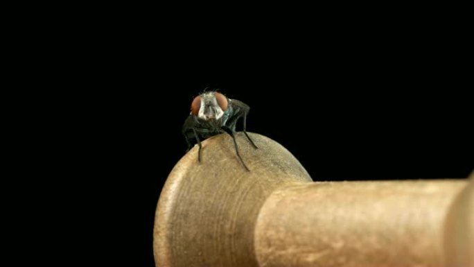 一只苍蝇坐在一根木制线轴上