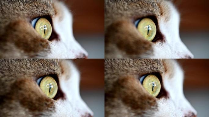 宏观特写猫眼向外看。慢动作，120 fps可爱的猫集中注意力，看着窗外。