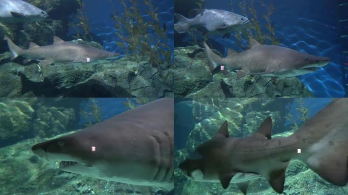 鲨鱼漂浮在大石头上，海洋的危险掠食者