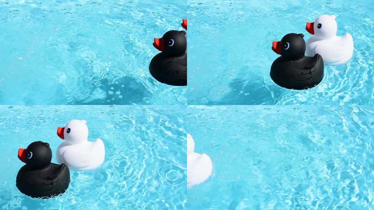 一只黑色和白色的橡皮鸭从右向左游动，在夏日灯光下清澈的水池水面上