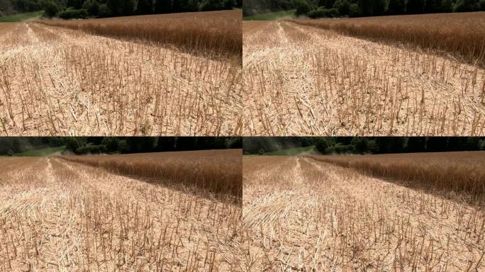 联合收割机收割油菜田、甘蓝型油菜、农机