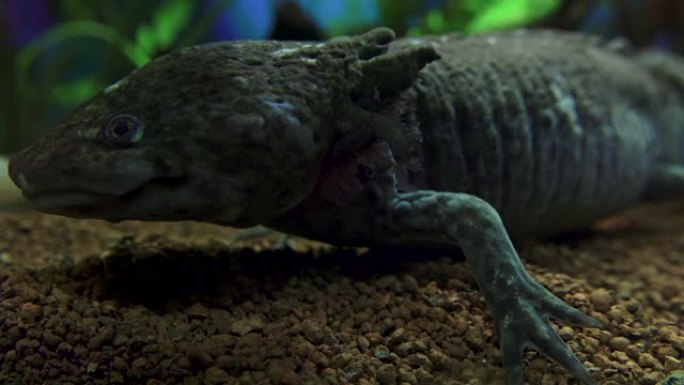 钝口螈，墨西哥蝾螈 (Ambystoma Mexicanum) 或墨西哥步行鱼，水族馆中的成年阶段，