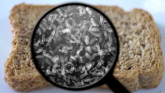 寻找面包中的细菌