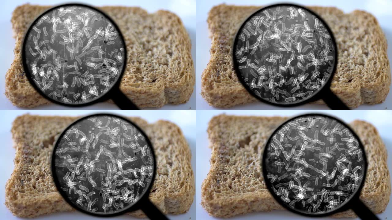 寻找面包中的细菌