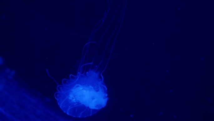 蓝色水族馆彩色水中水母水下视频