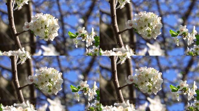 樱桃果树开花，闻起来很香