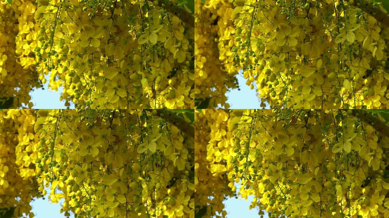 盛开的金色雨树
