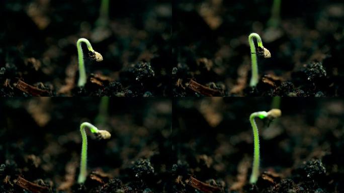 小植物生长，极端宏观自然拍摄。新生活，春天时光流逝。进化概念。