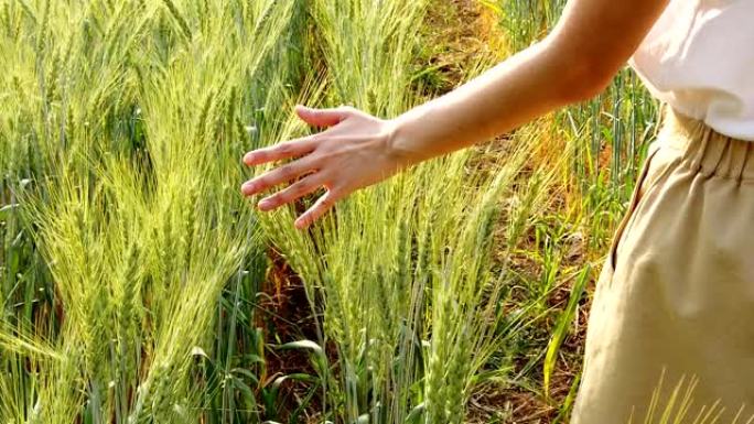 女人触摸大麦的慢动作。