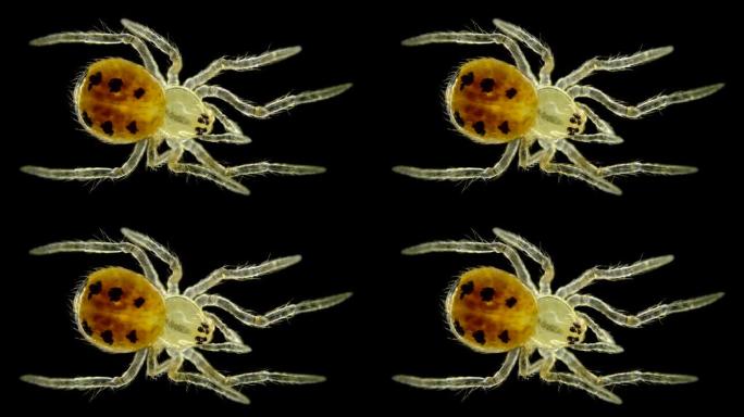 蜘蛛Araneae型节肢动物，在显微镜下