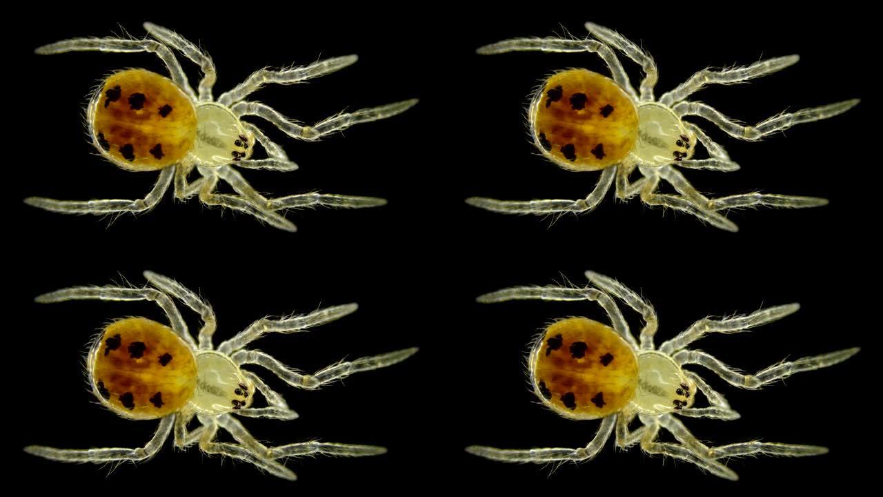 蜘蛛Araneae型节肢动物，在显微镜下