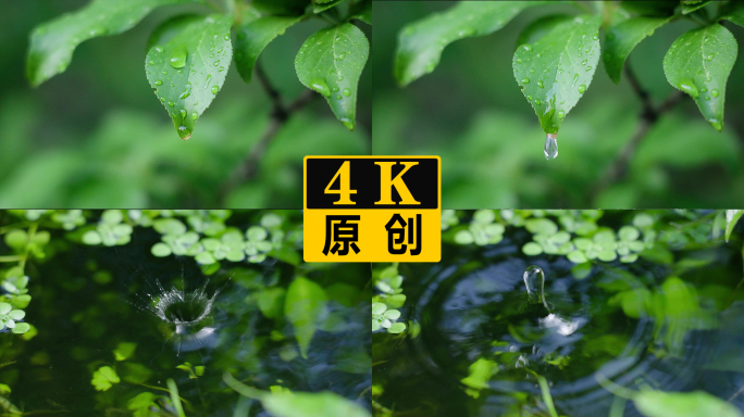 树叶雨滴水珠掉落水滴入水