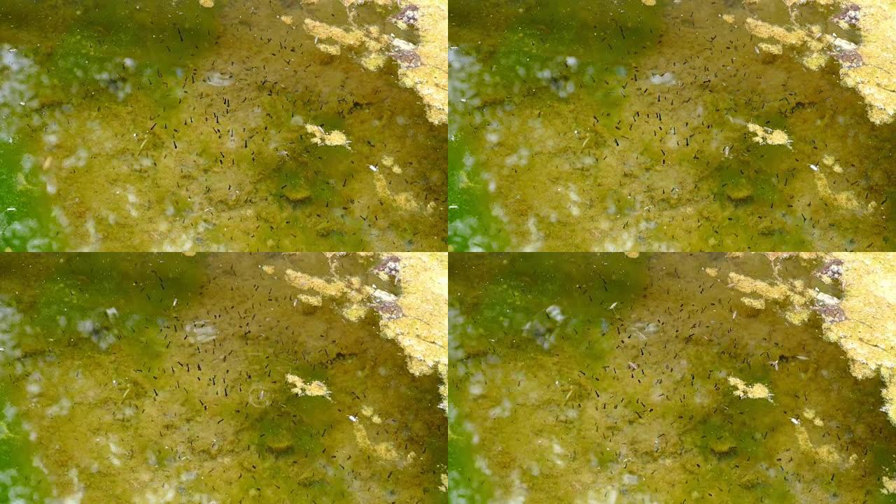 水藻和活幼虫在其中，绿藻在喷泉池中形成，
