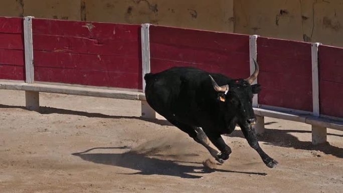 在Camarguaise比赛中，公牛是一项运动，参与者试图捕捉屡获殊荣的属性，该属性固定在名为coc