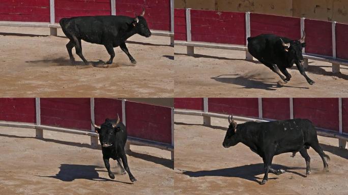 在Camarguaise比赛中，公牛是一项运动，参与者试图捕捉屡获殊荣的属性，该属性固定在名为coc