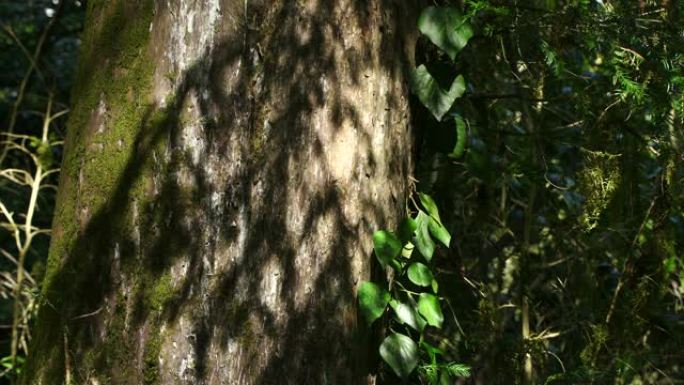 红豆杉树 (红豆杉)