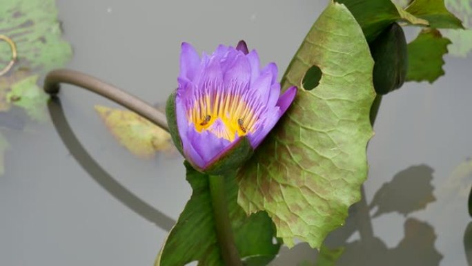 紫莲是美丽的花型之一。