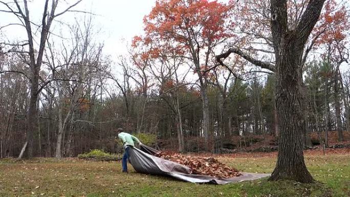 男人用树叶拉沉重的篷布