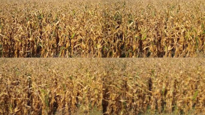 玉米田受干旱影响。