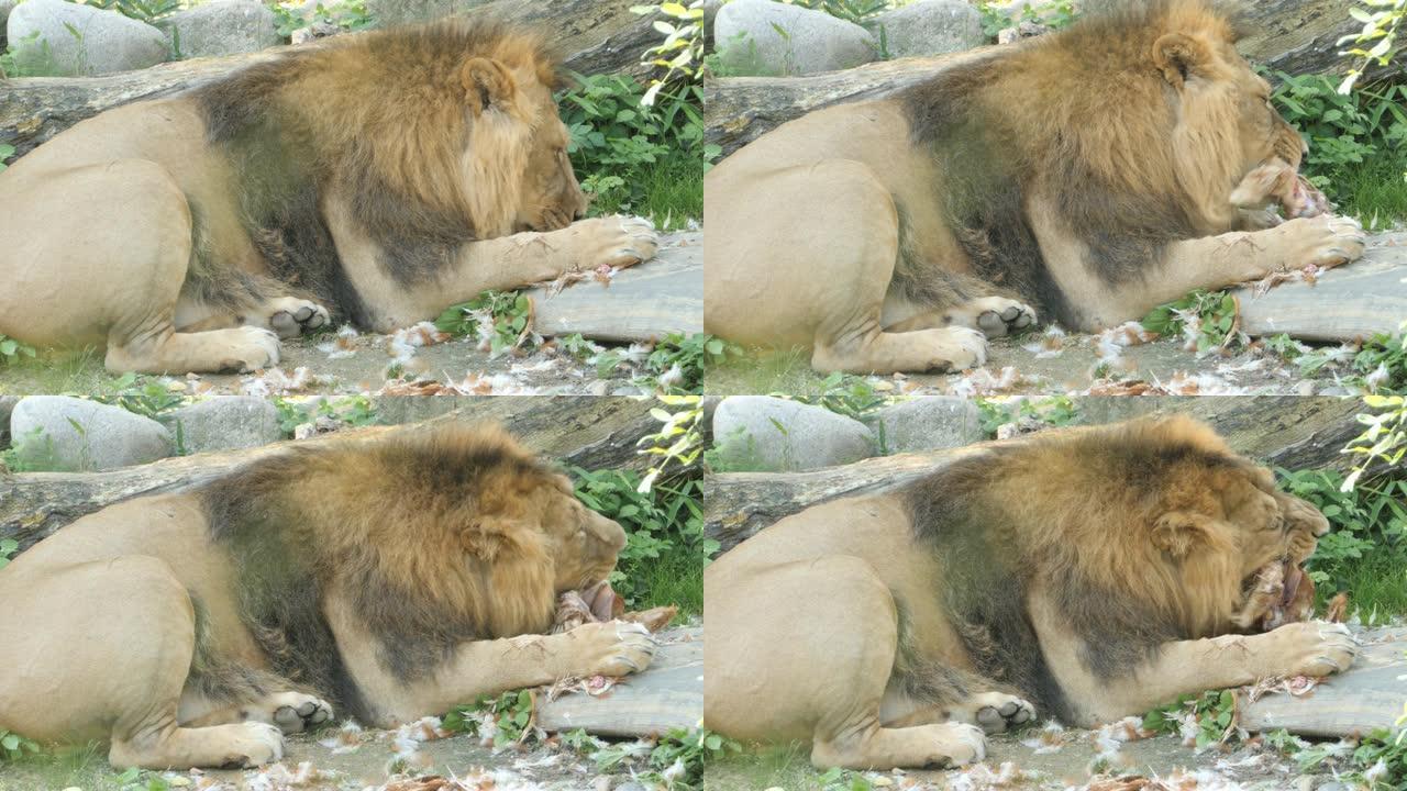 狮子吃
