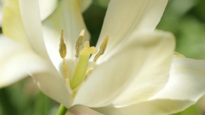 花园中的浅doftulipa Purissima花瓣和雌蕊缓慢倾斜4K 2160p超高清镜头-白色F