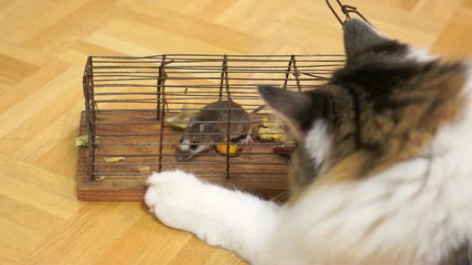 老鼠和猫的捕鼠器