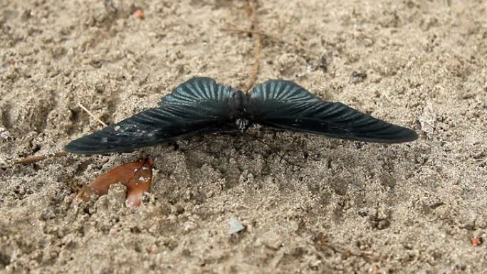 沙滩上的黑蝴蝶