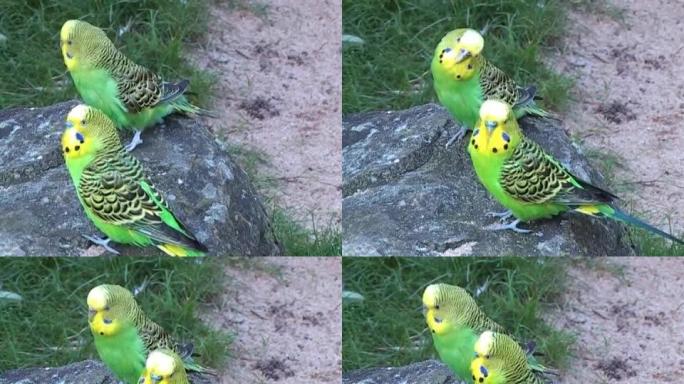 朋友: 一块岩石上的两个虎皮鹦鹉 (Melopsittacus undulatus)