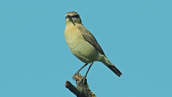 稀有的外来鸟类Isabelline Wheatear栖息在灌木树枝上。