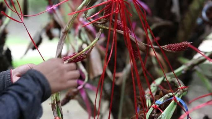 农夫在花园的树枝上混合撒拉卡zalacca或Salak花的花粉，泰国Chanthaburi。