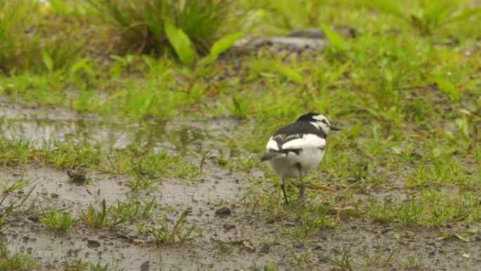 库纳希尔的白w (Motacilla alba lugens)