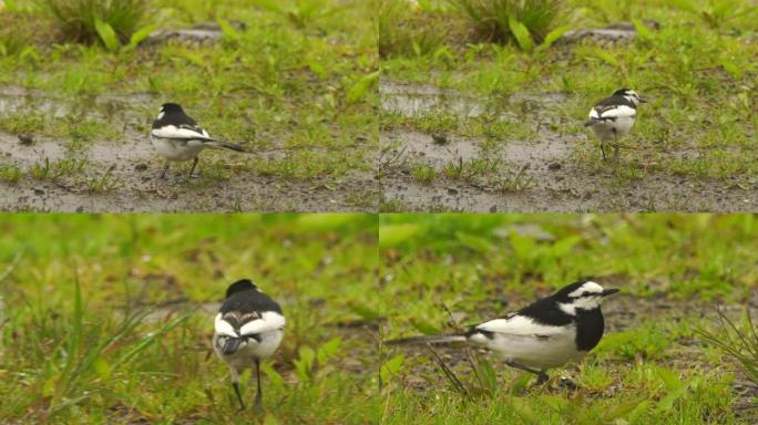 库纳希尔的白w (Motacilla alba lugens)