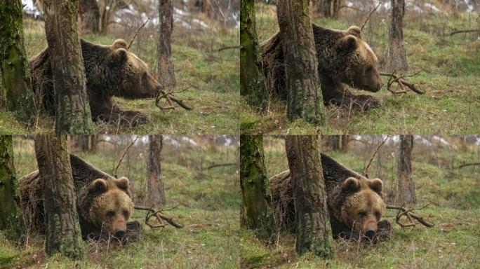 棕熊躺在森林里的地上