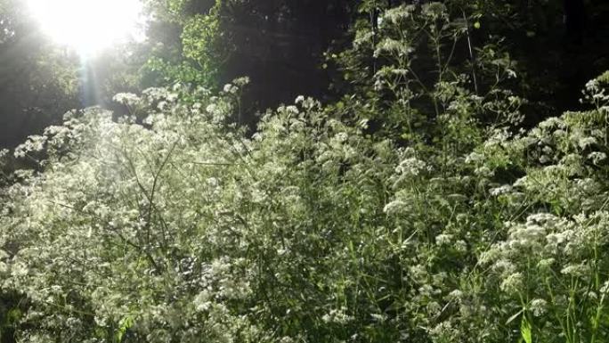 虎耳草，称为burnet-虎耳草，固体刺虎耳草，小刺虎耳草