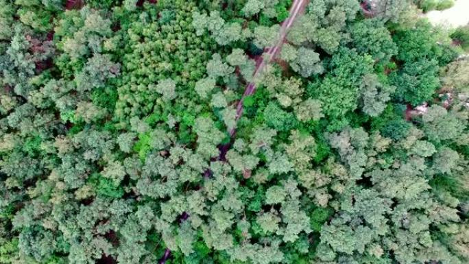 夏季森林绿色树梢的空中