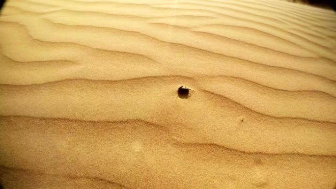沙中圣甲虫的尸体强风顶视图沙漠塔尔特写