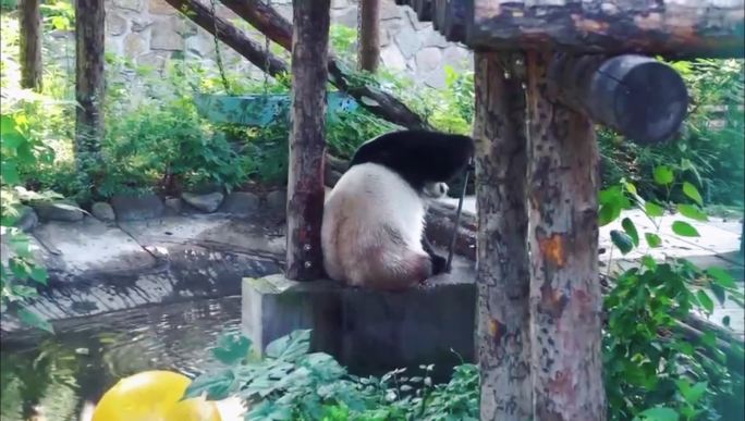 动物园国宝大熊猫洗澡画面视频素材