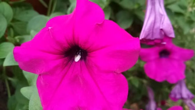 Ruellia tuberosa花的蜜蜂授粉